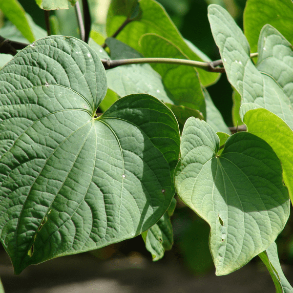 Kava Tree Leaves