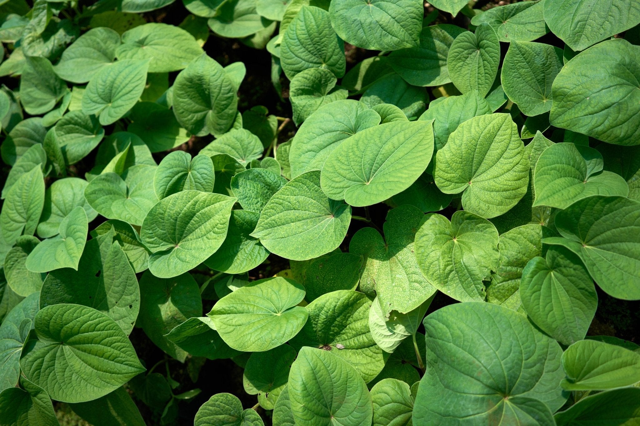 Kanna vs. Kava: Understanding the Differences