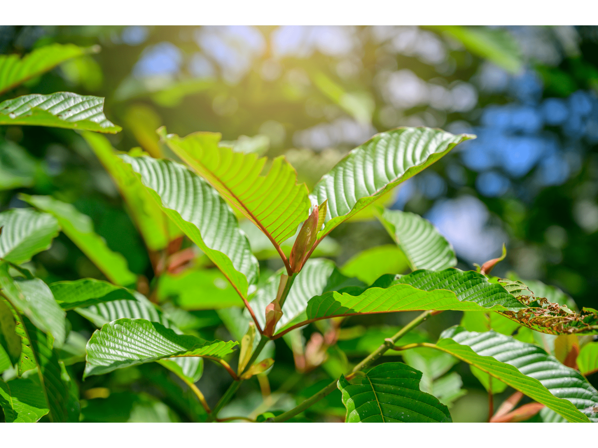 What Are Botanical Beverages? - Mitra-9