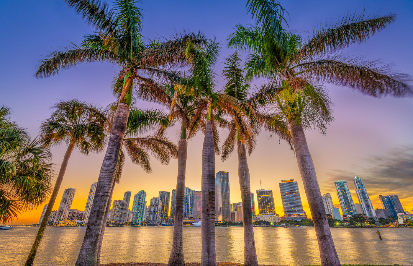 Florida Palm Trees City of Miami