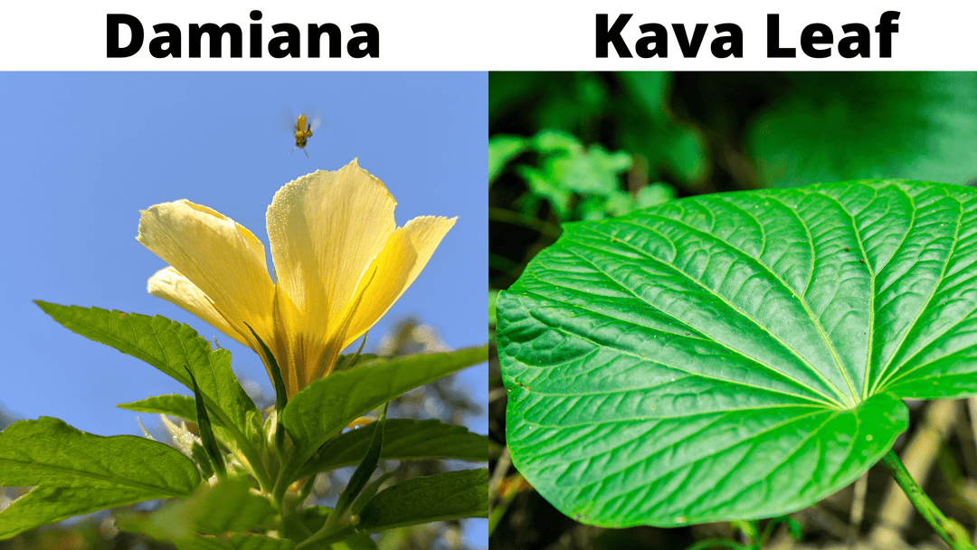 Differences between kava and damiana
