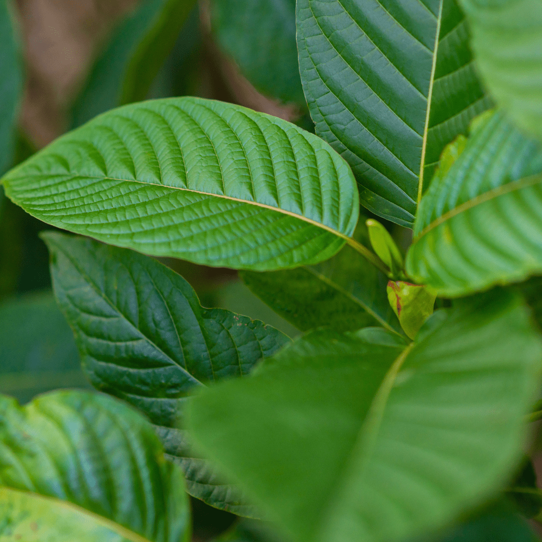 Mitragyna Speciosa Kratom Leaves