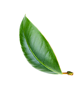 Kratom leaves